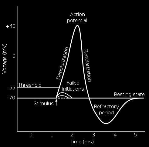 Schematic of an Action Potential (Iberri 2007) The actual mechanisms by which action potentials occur involve a complex sequence of events at the molecular level.
