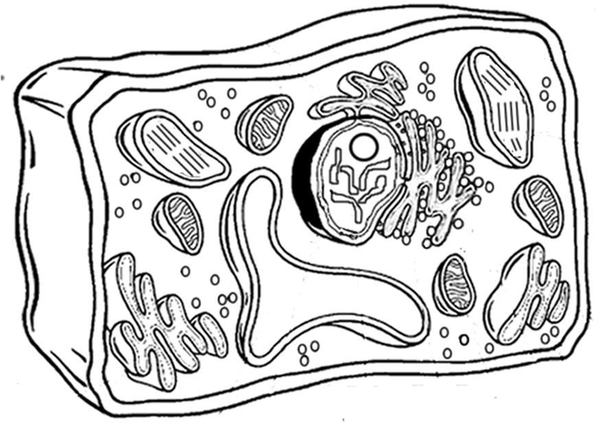 CELL STRUCTURE Color the parts of the cell using the colors. Cell part and colors List functions 1. Mitochondria (Yellow) - 2. Lysosome (Light red) - 3. Centrioles (found in animal cells, Purple)- 4.