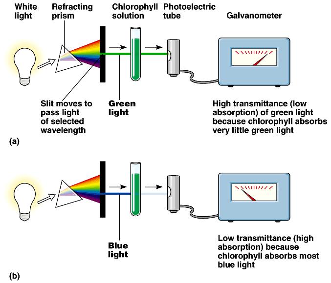 A spectrophotometer measures the ability of a pigment to absorb various wavelengths of light.