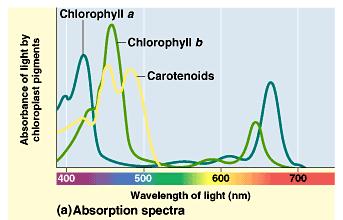 The light dependent reaction can perform work only with those wavelengths that are absorbed. In the thylakoid are several pigments that differ in their absorption spectrum.