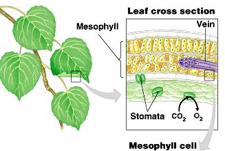 Chloroplasts are found mainly in mesophyll cells forming the tissues in the interior of the leaf.