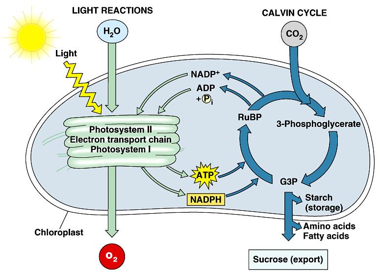 6. Photosynthesis is the biosphere s metabolic foundation: a review In photosynthesis, the energy that