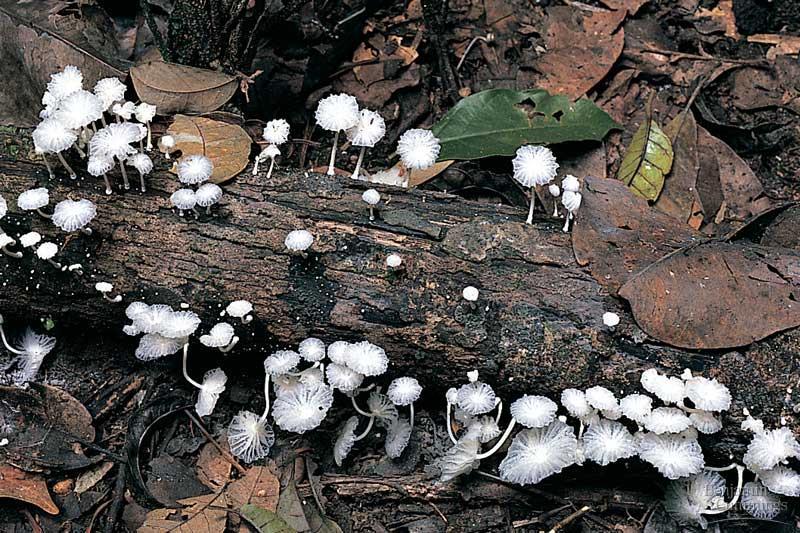 An ecosystem s main decomposers are fungi and prokaryotes, which secrete enzymes that digest