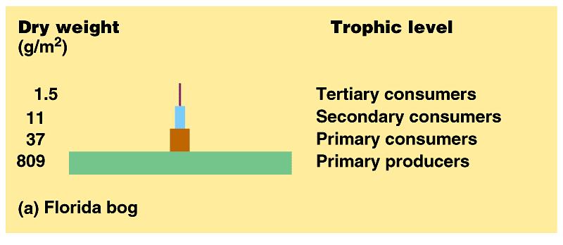 Pyramids of biomass represent the ecological consequence of low trophic efficiencies.