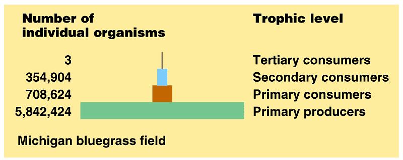 Pyramids of numbers show how the levels in the pyramids of biomass are