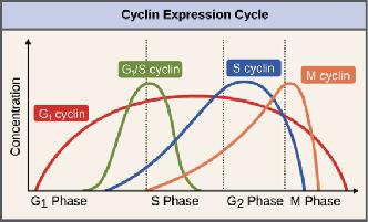 cell-cycle control cyclin concentration transcription - proteolysis major cyclin types - G1 - increase gradually throughout cell cycle G1/S - rise in late