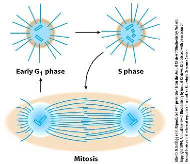 mitotic spindle asters prometaphase definitive