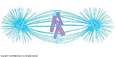 (equatorial) plate attached microtubules remain