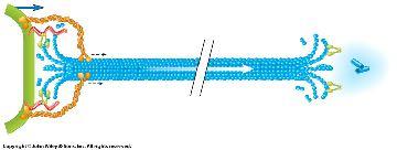 microtubules chromosomal microtubules polar