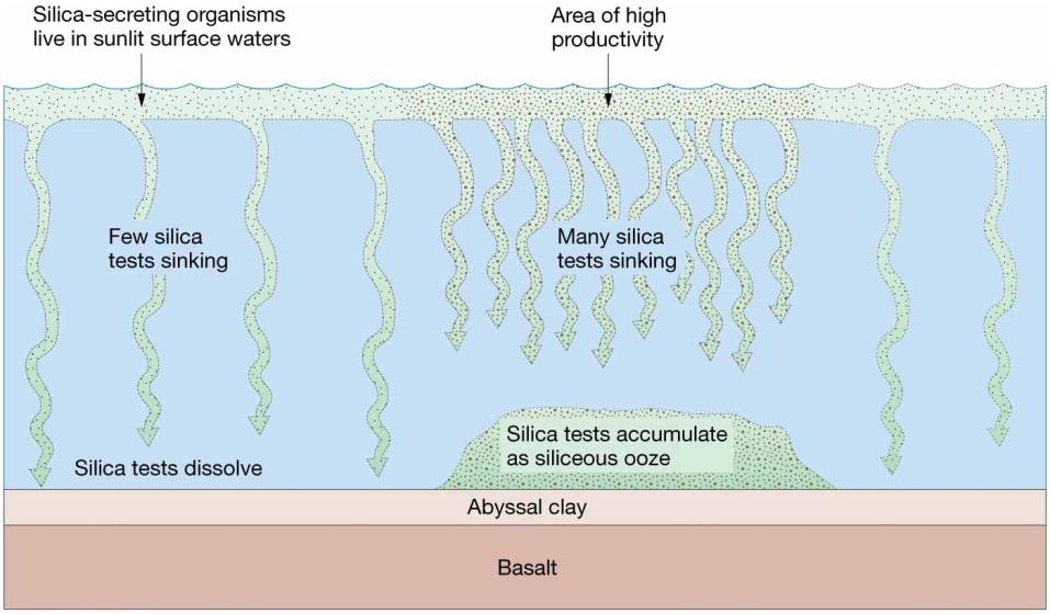 Pelagic Deposits Siliceous ooze Accumulates in areas of high