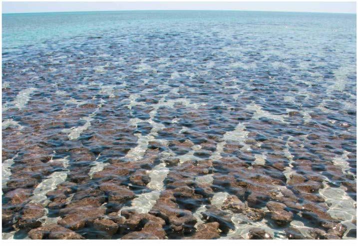 salinity Cyanobacteria Lived billions of years