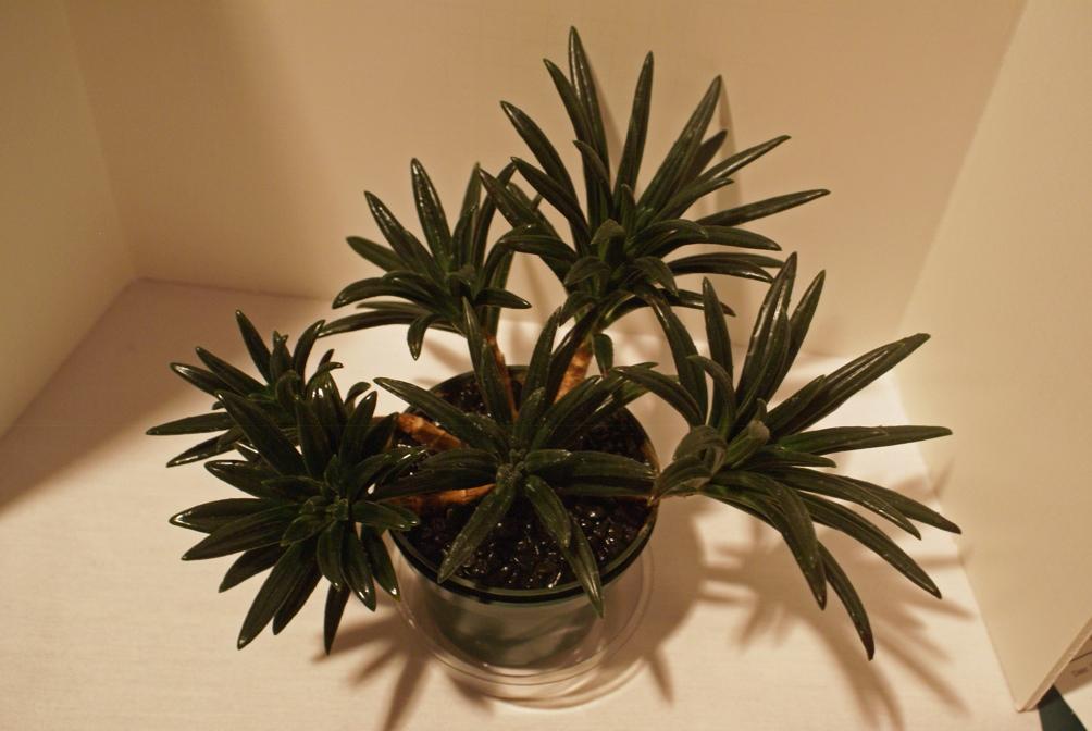The narrow succulent foliage is an adaptation to seasonal drought.