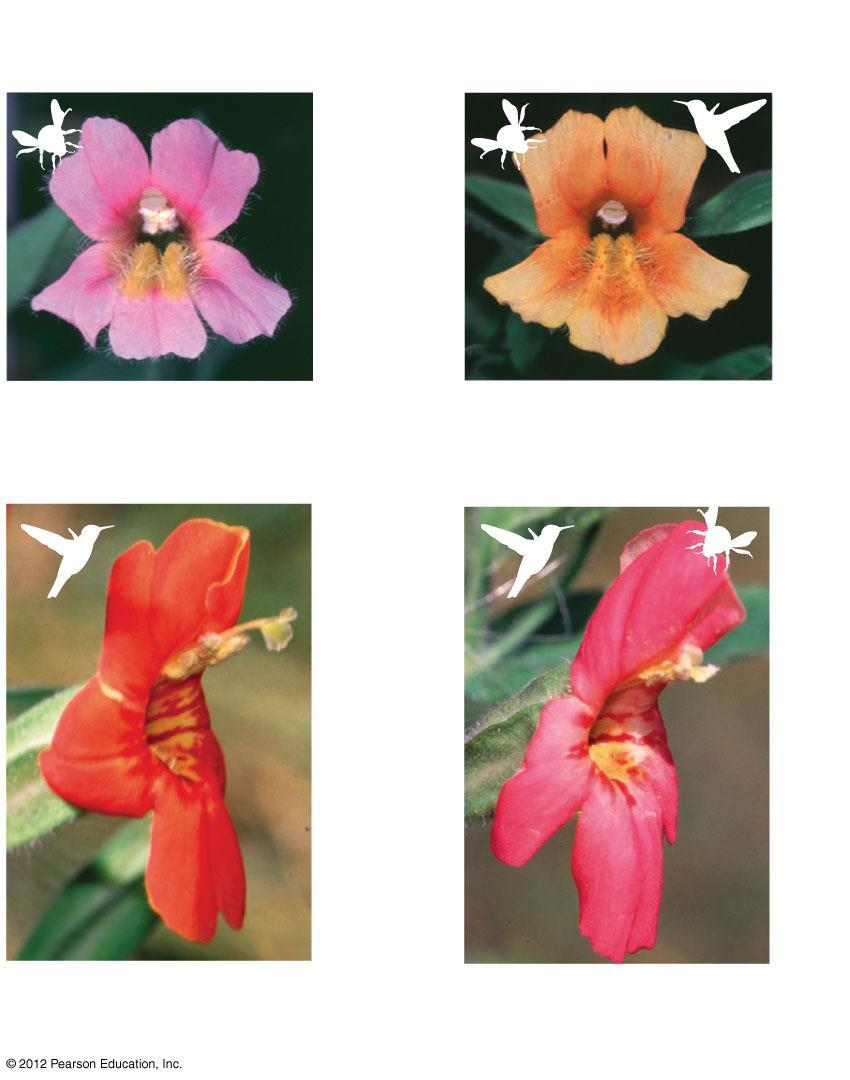 Figure 14.5B Pollinator choice in typical monkey flowers Pollinator choice after color allele transfer Typical M.