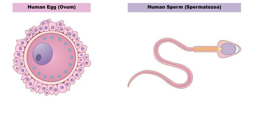 Cell types Two cell types Somatic cells: the cellular components of bodily