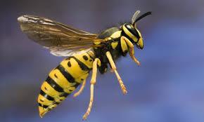 Wasp Here it is! Don t be too quick to swat it it helps get rid of many (other) pests and is a useful pollinator in its own right (although bees do most of the work).