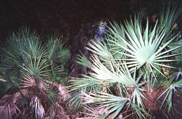 SOL REVIEW Cryptozoology is the investigation of undiscovered organisms. A National Geographic photographer was investigating some sightings of the elusive Florida Skunk ape.