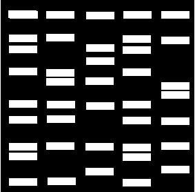 C. To further identify the unkown organism (far left) a DNA fingerprint was constructed comparing it to other known primates. 1. The bars in this diagram represent sample segments of DNA.