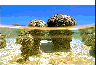 Other Morphological Evidence: Stromatolites