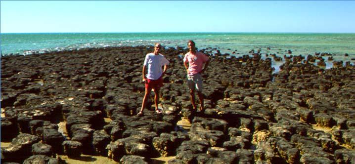 restricted stromatolites to marginal habitats,such as