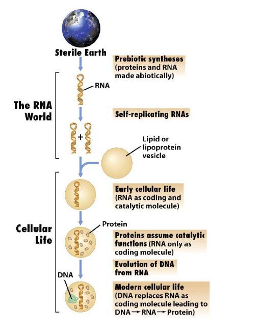 4. Abiotic replication of molecules RNA seems likely to have been probably the 1st hereditary material: called THE RNA WORLD RNA molecules can be synthesized abiotically RNA can also