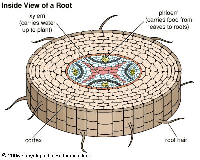Roots - Longitudinal Zones. Angiosperm Primary Tissue Maturation - Cell differentiation takes place.