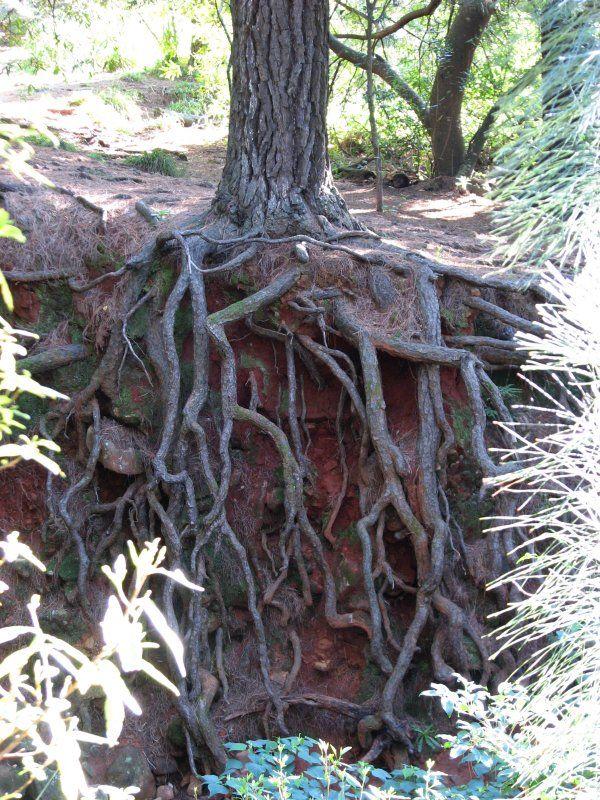 Roots - Longitudinal Zones.