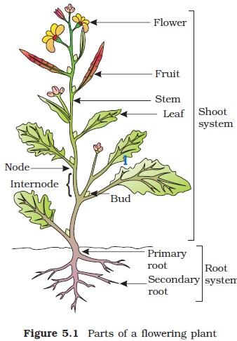 food There are two basic root