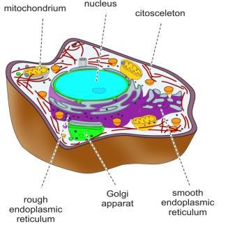 Resting potential Membranes in the cell cell Role of the cell : separation and controlled interaction to the enviroment Inner s: formation of intracellular spaces (compartments).