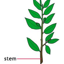 What is the job of the stem?