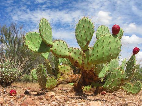 How is the structure of the prickly pear helpful in allowing it to live in the desert?