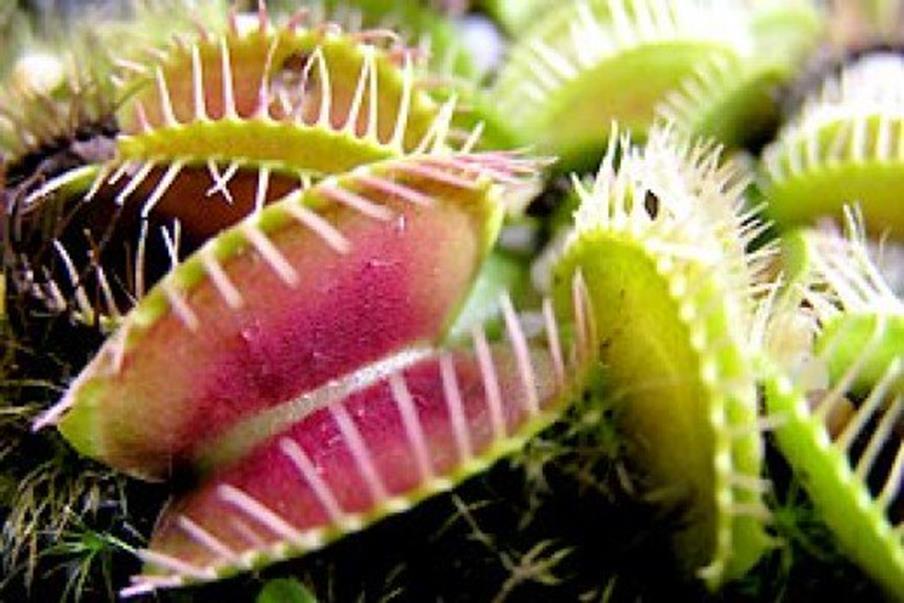 II. How does the structure of the Venus Flytrap leaves relate to its function? Venus' Flytraps gather nutrients from gases in the air and nutrients in the soil.