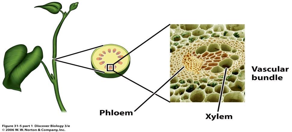 III. How does the structure of Vascular tissue (Xylem & Phloem) relate