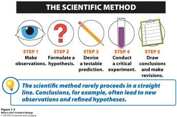 1.2 USING A SCIENTIFIC APPROACH THINKING LIKE A SCIENTIST: HOW TO USE THE SCIENTIFIC METHOD Scientific method- An organized plan for gathering, organizing, and communicating information The goal of
