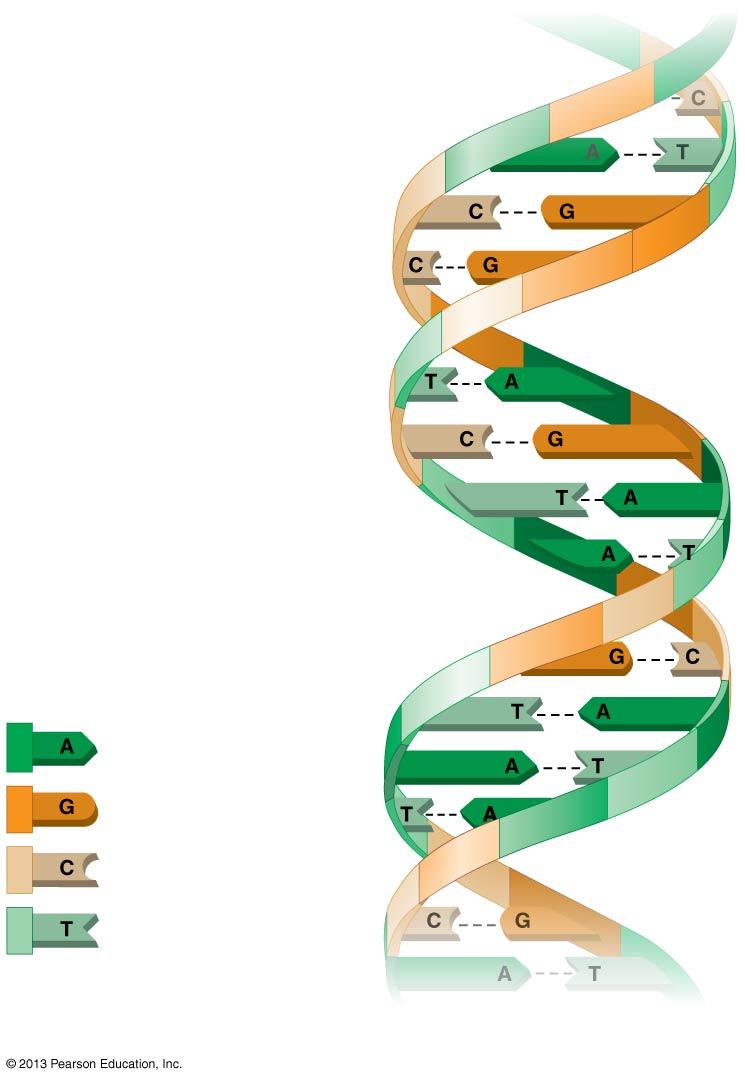 The language of DNA The four chemical