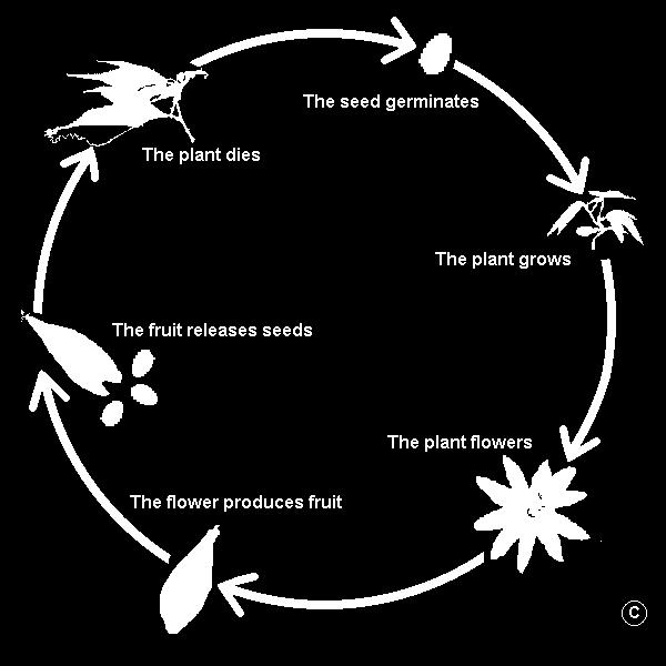 Life Cycle of a Seed Plant Seeds make plants Plants