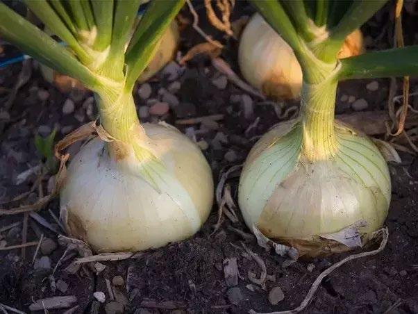 onions make special stems called