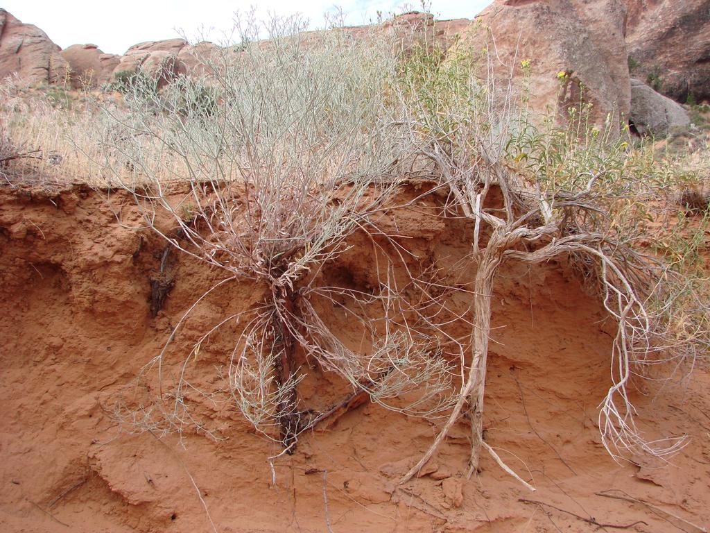 Root Adaptations How are desert