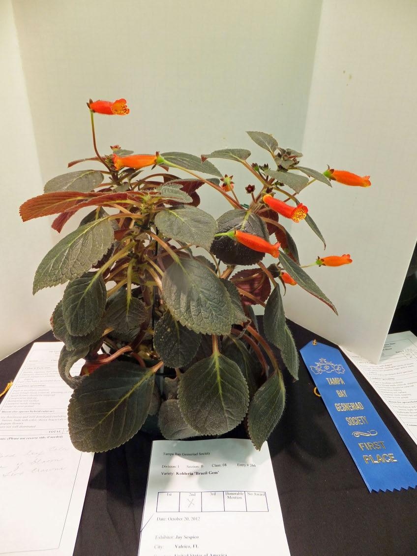 Primulina Collection runner-up to Best in Show Jay grew