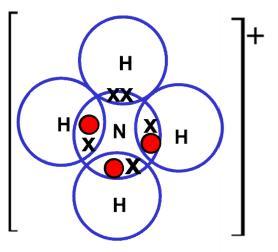 N 4+, 3 +, N 3 B 3 ) B N The dative covalent bond acts like an ordinary covalent bond when thinking about shape so in N 4 + the shape is