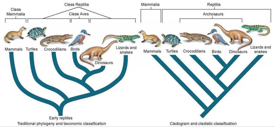 Classification schemes: Systematics and Cladistics Similar: Both use homologies to trace evolutionary relationships Differ: