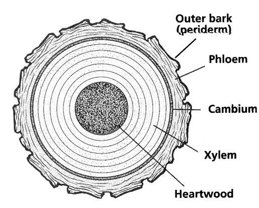 Cross-section of a