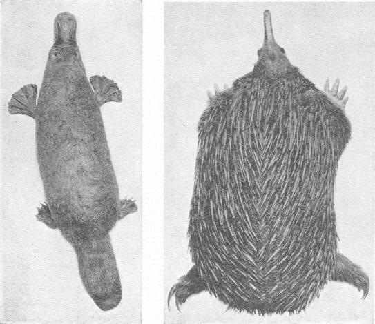 Ornithorhyncus (Platypus) paradoxus.