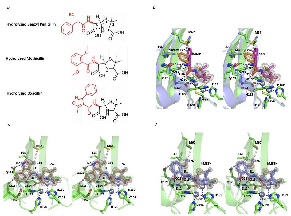 NDM-1 Ligand Complex Crystal Structures Figure S1. Penicillin product complex crystal structures.