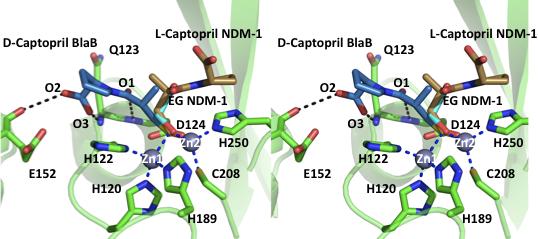 The L-captopril bound NDM- 1 protein is shown as green cartoon and selected active site residues are green sticks, which are colored by atom type.