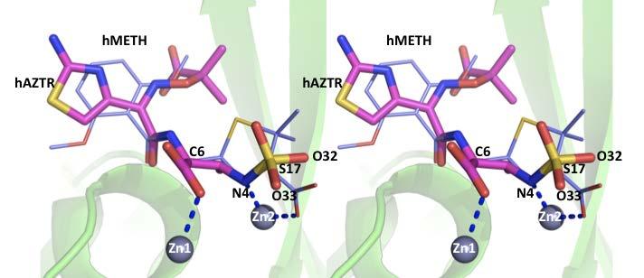 NDM-1 Substrate Modeling Figure S4. Hydrolyzed Methicillin (hmeth)/modeled hydrolyzed aztreonam (haztr) bound NDM-1 active site overlay.