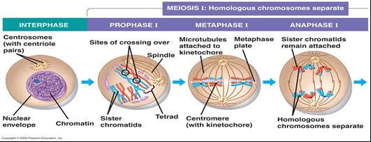 Meiosis occurs