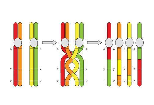 Crossing Over Meiosis I Exchange of genetic information between a Sister chromatid