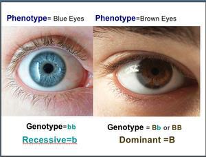 D. Genetics Terminology Physical 1. Phenotype - description of trait; for example, Tall, short 2.