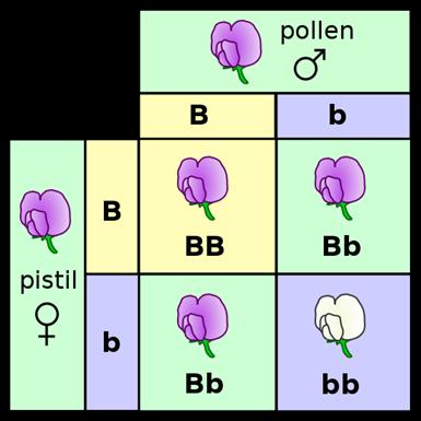 B. Punnett Squares A Punnett square is a tool used to predict the possible outcomes of meiosis and ;