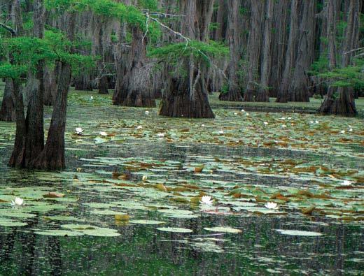 Land and Water magazine. Sept/Oct 2008. Fighting for Caddo Lake Caddo Lake native plant species in early May: fragrant water lily, floating bladderwort, and bald cypress.